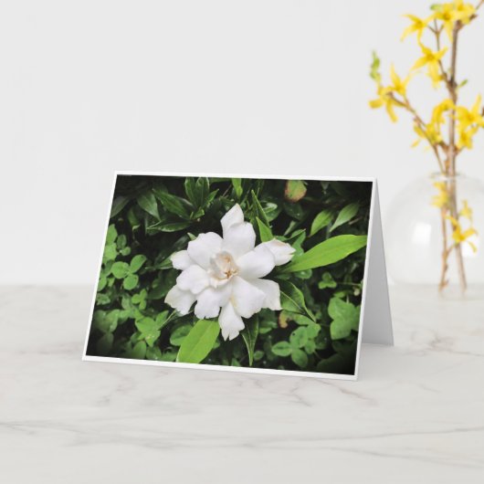 Gardenia, carte (Fleur jaune)