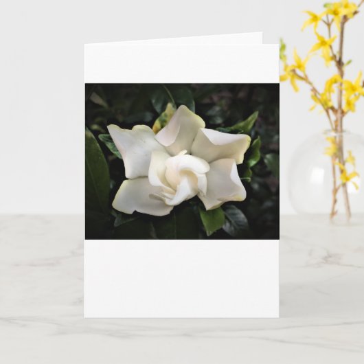 Gardenia, carte (Fleur jaune)