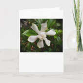 Gardenia, carte (Devant)