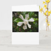 Gardenia, carte (Fleur jaune)