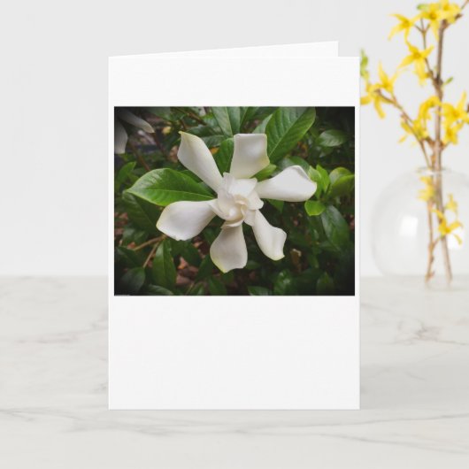Gardenia, carte (Fleur jaune)