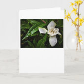 Gardenia, carte (Fleur jaune)