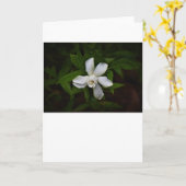 Gardenia, carte (Fleur jaune)