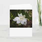 Gardenia, carte (Devant)
