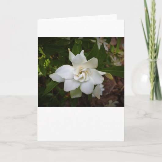 Gardenia, carte (Devant)