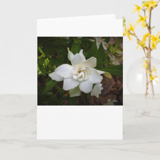 Gardenia, carte (Fleur jaune)