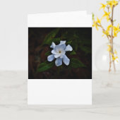 Gardenia, carte (Fleur jaune)