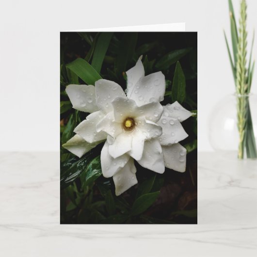 Gardenia, carte (Devant)