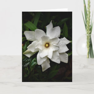 Gardenia, carte