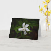 Gardenia, carte (Fleur jaune)