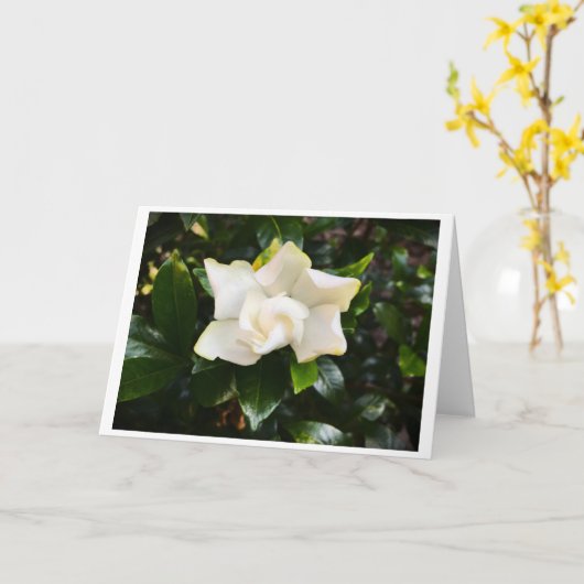 Gardenia, carte (Fleur jaune)