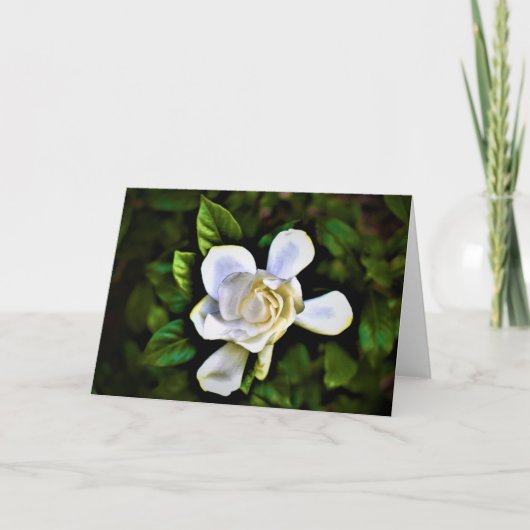 Gardenia, carte (Devant)