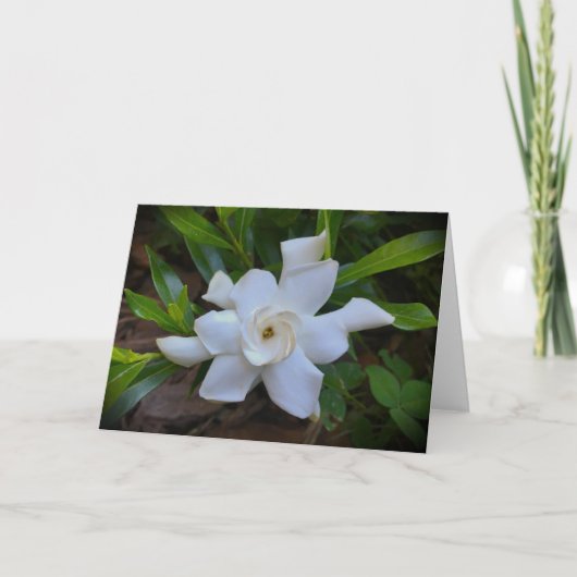 Gardenia, carte (Devant)