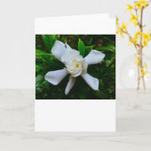 Gardenia, carte (Fleur jaune)