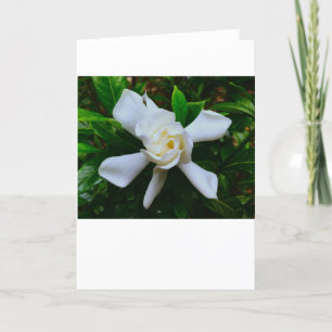 Gardenia, carte