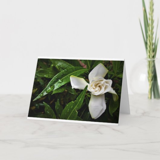 Gardenia, carte (Devant)