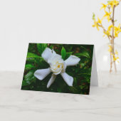 Gardenia, carte (Fleur jaune)