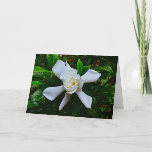 Gardenia, carte (Devant)
