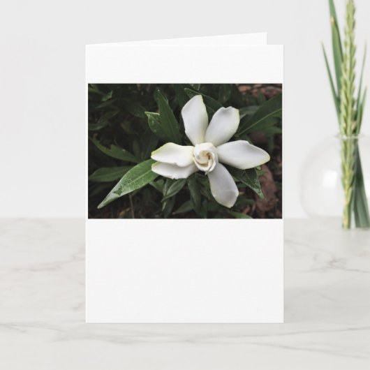 Gardenia, carte (Devant)