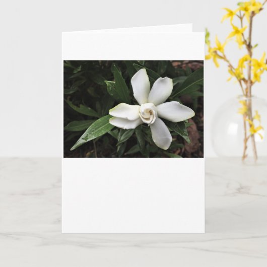 Gardenia, carte (Fleur jaune)