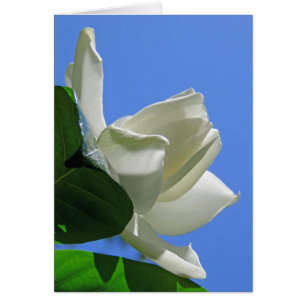 Gardenia hawaïenne