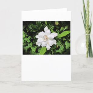 Gardenia, kaart
