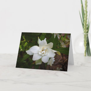 Gardenia, kaart