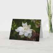 Gardenia, kaart (Voorkant)