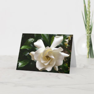 Gardenia, Kaart