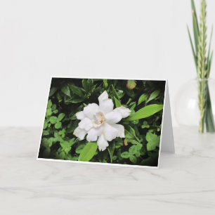 Gardenia, kaart