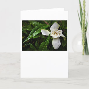 Gardenia, kaart