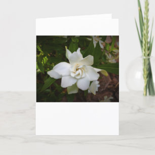 Gardenia, kaart