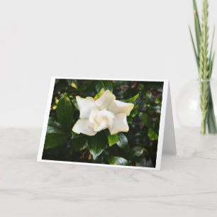 Gardenia, kaart