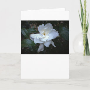 Gardenia, kaart