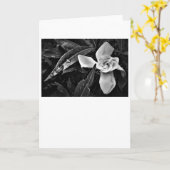 Gardenia - Noir, carte (Fleur jaune)