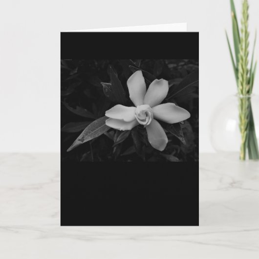 Gardenia - noir, carte (Devant)
