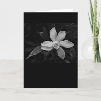 Gardenia - noir, kaart