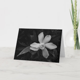 Gardenia - noir, kaart