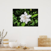 Gardenia Poster (Keuken)