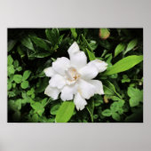 Gardenia Poster (Voorkant)
