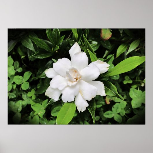 Gardenia Poster (Voorkant)