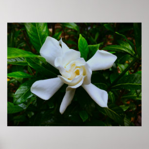 Gardenia Poster