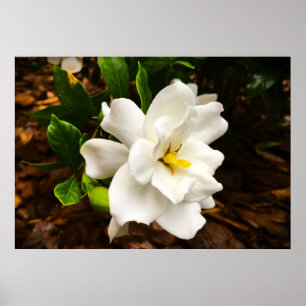 Gardenia Poster
