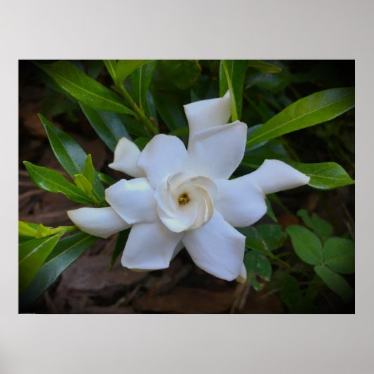 Gardenia Poster (Voorkant)