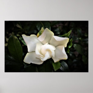 Gardenia Poster
