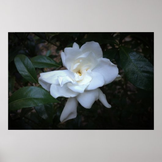 Gardenia Poster (Voorkant)