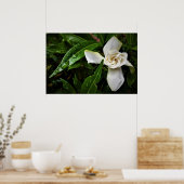 Gardenia Poster (Keuken)