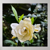 Gardenia Poster (Voorkant)