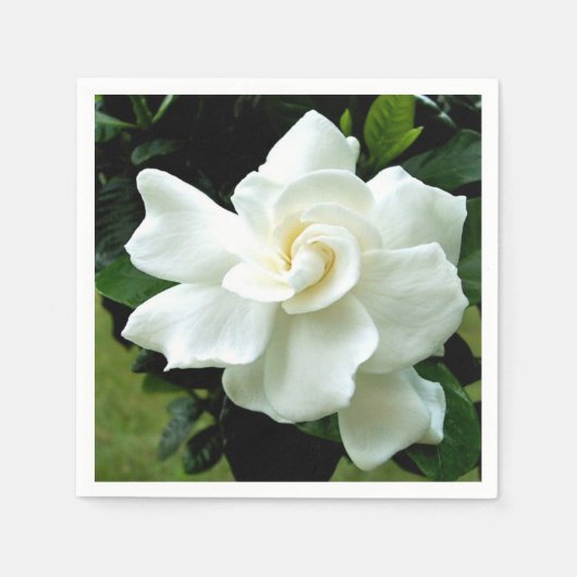 Gardenia Servet (Voorkant)