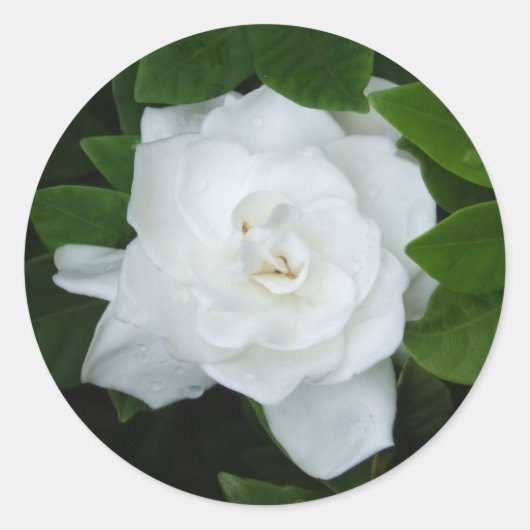 Gardenia Sticker (Voorkant)
